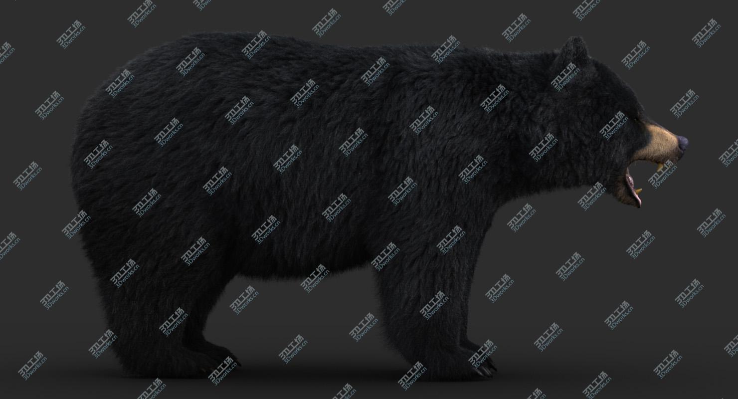 images/goods_img/202105071/Black Bear (Fur) 3D model/5.jpg